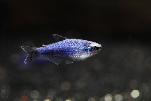 Image of a single Blue Emperor Tetra
