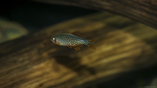 Image of a Celestial Pearl Danio