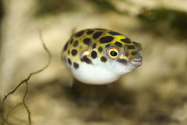 Image of a Dwarf Puffer