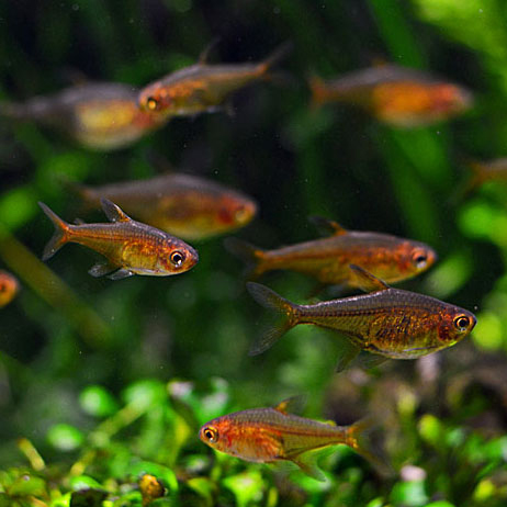 Image of an Ember Tetra
