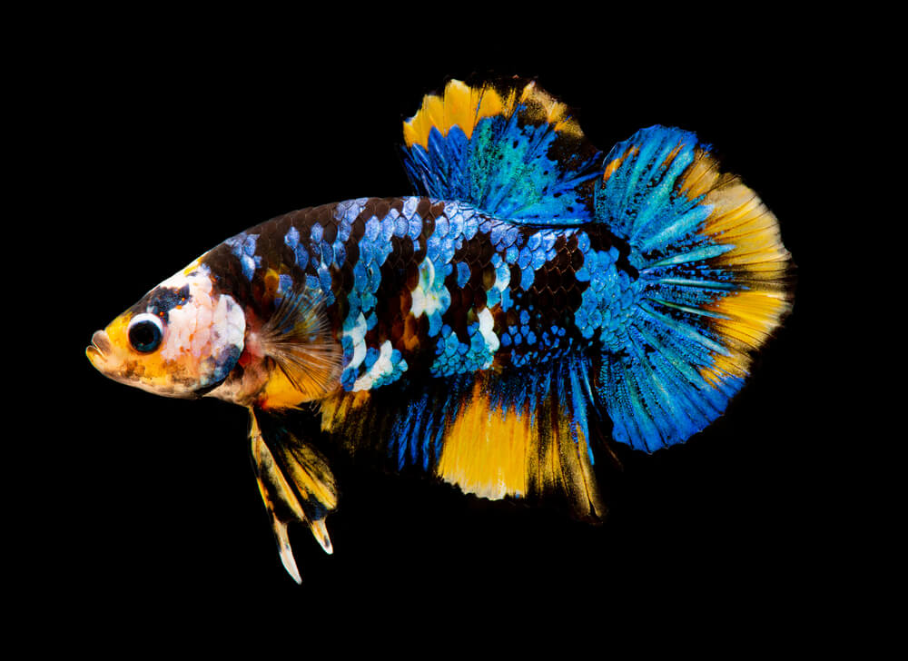 Image of a Galaxy Koi Betta