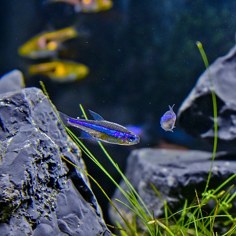 Image of a Green Neon Tetra